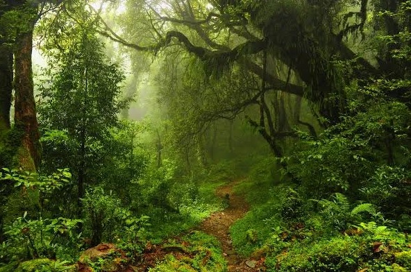 Salvar as florestas, um ato de sabedoria amorosa